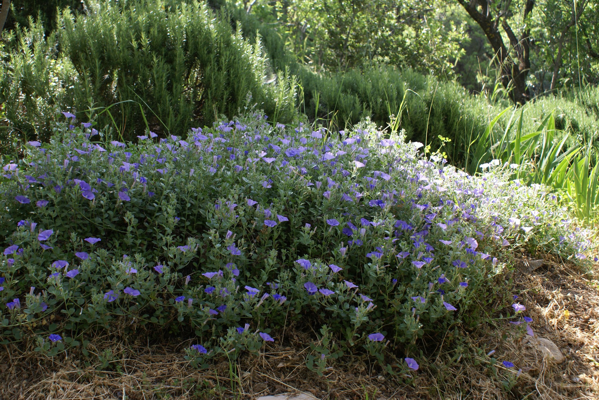 Βοτανικός Κήπος - Κατάλογος Φυτών