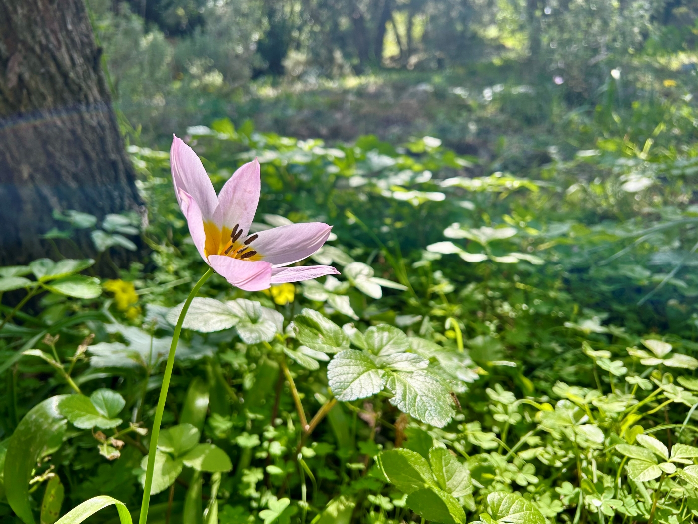 Tulipa saxatilis in bloom