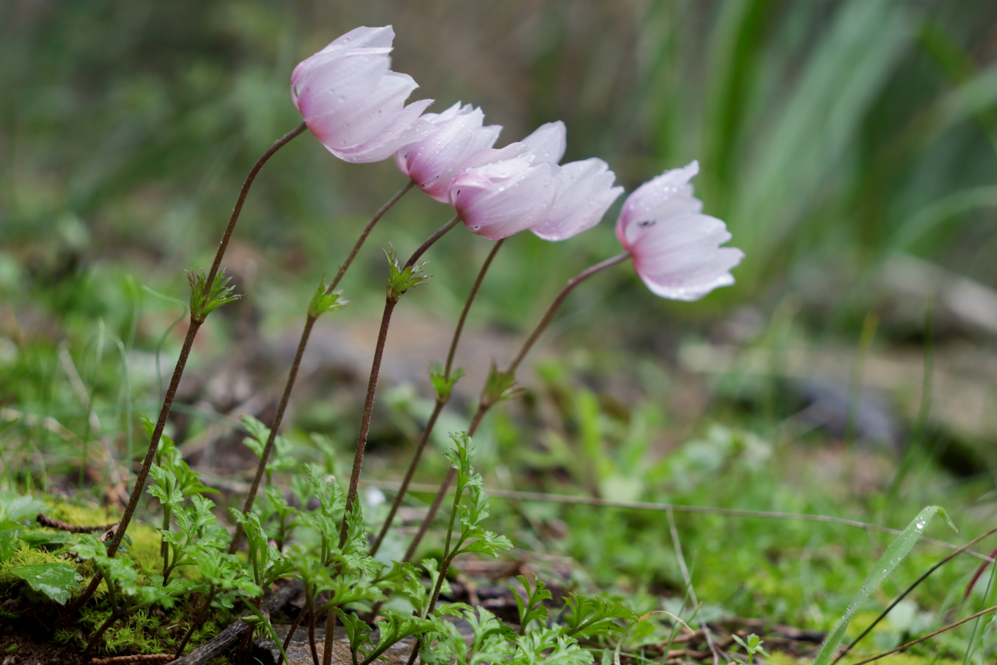 Ο πρόεδρος Γεώργιος Λ. Μελάς & το Διοικητικό Συμβούλιο της Φιλοδασικής σας εύχονται Καλές Γιορτές και ένα χαρούμενο Νέο Έτος!